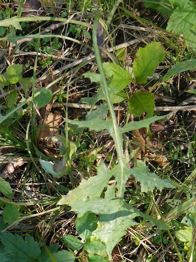 composita gialla - Sonchus sp.